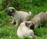 Suesse Mops Welpen